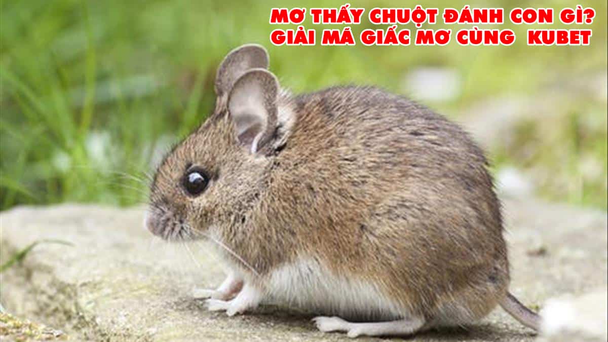 mơ thấy chuột, giải mã giấc mơ, mơ thấy chuột đánh con gì, ngủ mơ thấy chuột, điềm báo mơ thấy chuột, mơ thấy chuột may mắn, mơ thấy chuột có bị sao không, mơ thấy chuột điềm báo, 