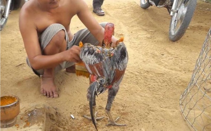 Chọi gà Tomo
