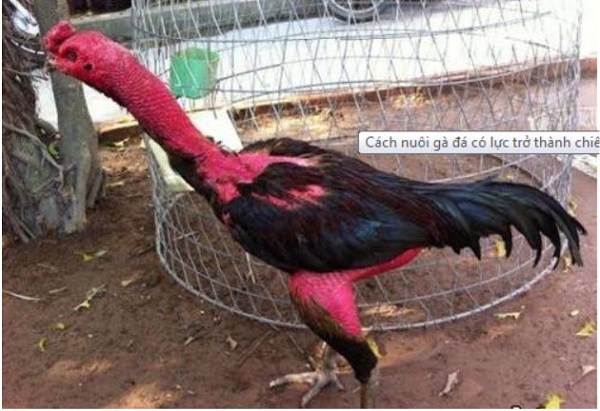 luật chơi chọi gà Thomo