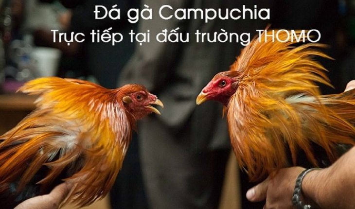 Đá gà campuchia trực tiếp