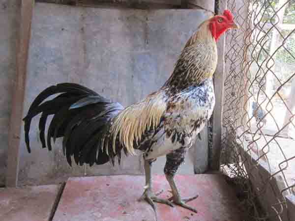 gà tre Asil - giống gà chọi cực hay