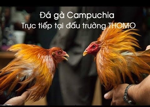 Gà trống Campuchia trực tiếp chiến đấu