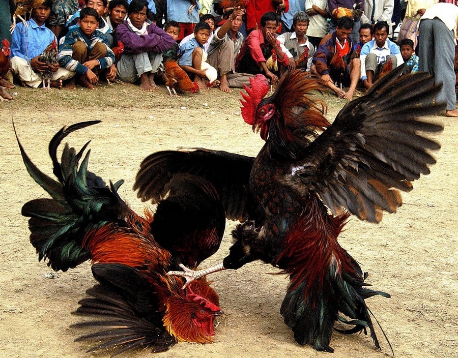 đá gà Philippin