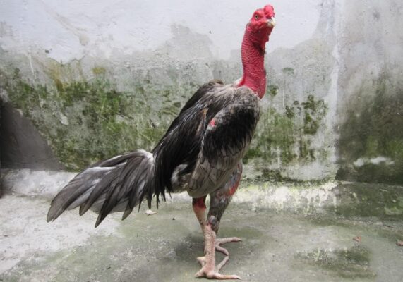 bí quyết chăm sóc gà chọi