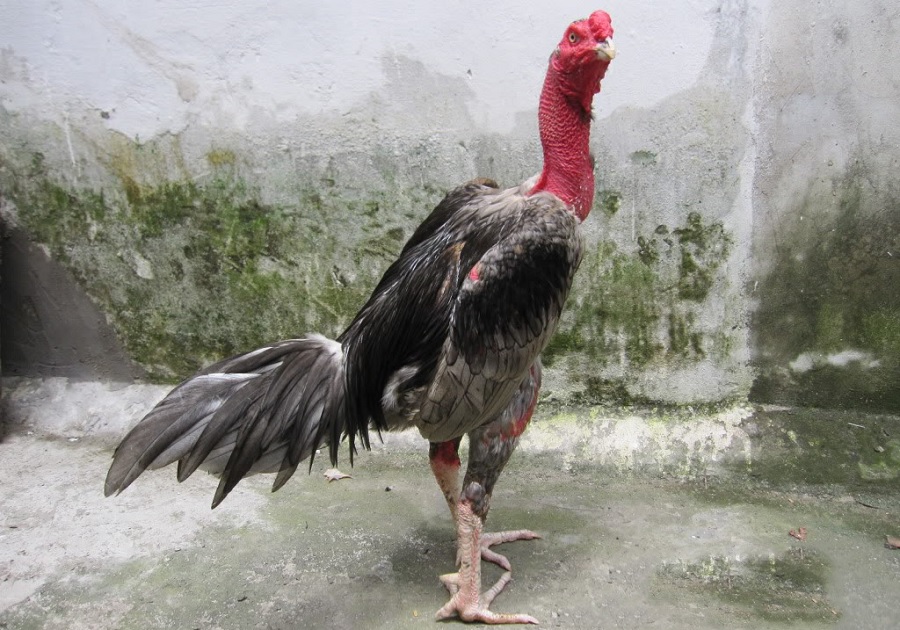 bí quyết chăm sóc gà chọi