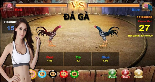 Gà trống Campuchia trực tiếp chiến đấu