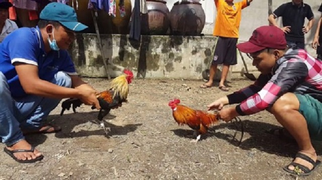 Chọi gà kiếm tiền