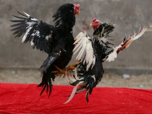 chọi gà ăn tiền, đá gà kiếm tiền