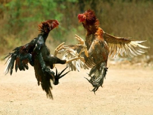 Luật chơi đá gà ở 3 miền khác nhau