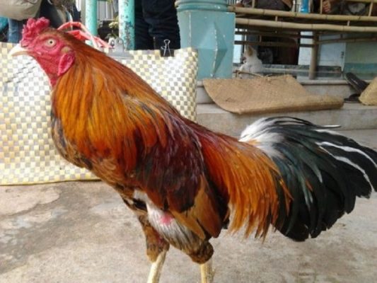 các giống gà chọi miền tây nam bộ