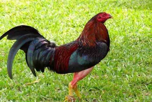 gà cuba