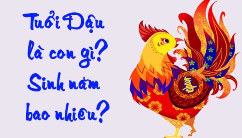Tuổi gà hay còn gọi là tuổi gà
