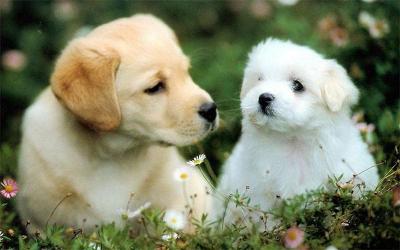 Chọn một con số may mắn cho những người sinh năm Tuất dựa trên năm sinh của họ