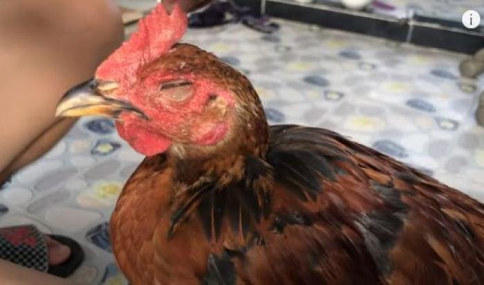 Chữa gà sưng mắt bằng bọt trong vòng một tuần 35896479