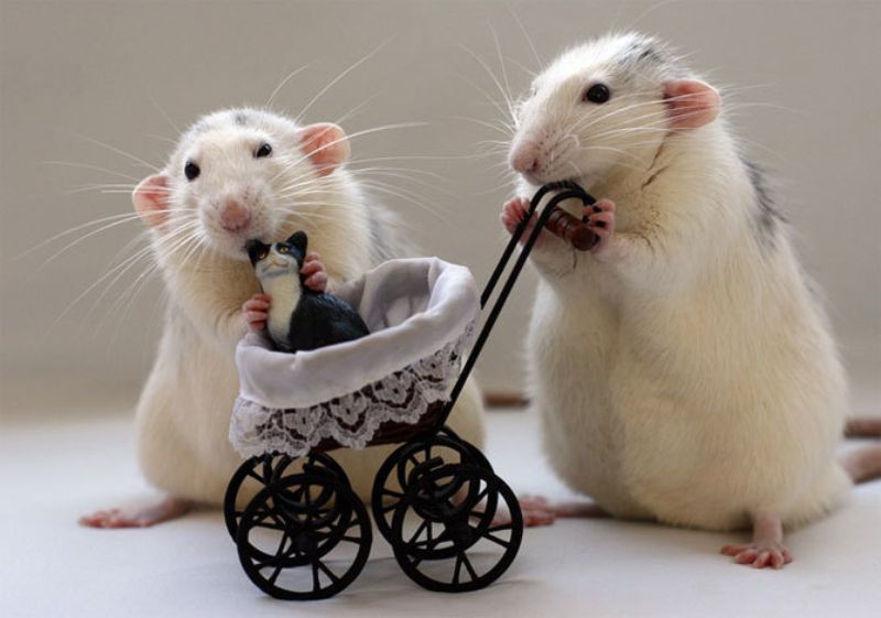 Giải mã giấc mơ thấy người sinh năm con chuột có ý nghĩa gì?