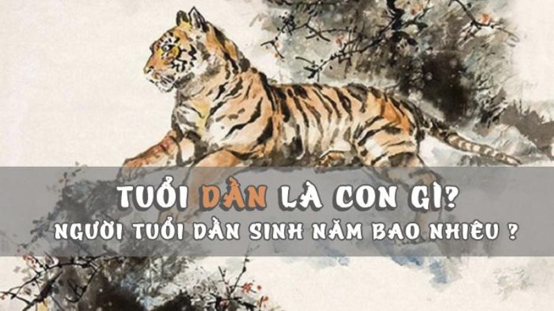 Năm dần hay còn gọi là năm con hổ