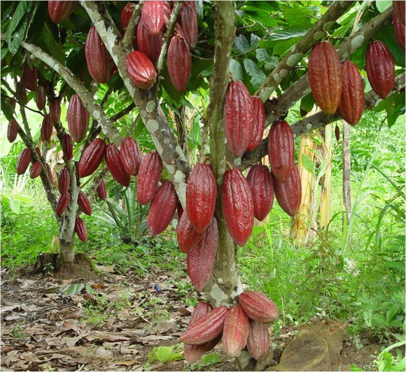 Nằm mơ thấy cây ca cao thì nên đánh con nào để vào bờ?