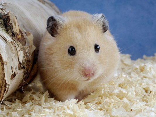 Những giấc mơ của những người sinh năm con chuột