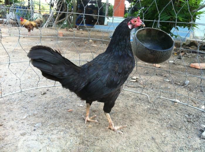 Tiết lộ cách chọn gà mái sinh sản tốt nhất 1878570888