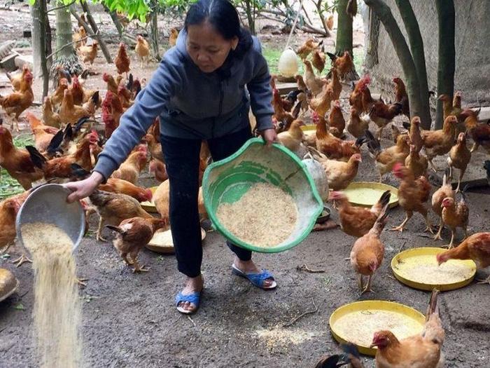 Tiết lộ top 8 công thức thức ăn ngon nhất cho gà chọi 739972883