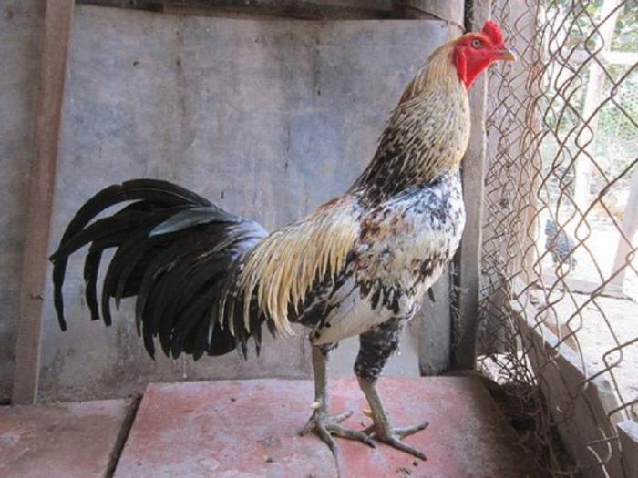 Gà Asil Mỹ - Đặc điểm ngoại hình của gà lai chọi dũng mãnh 1030839813