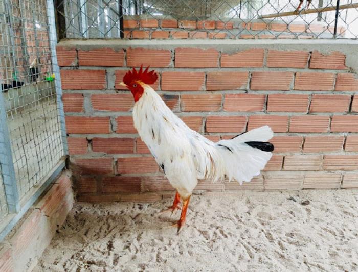 Gà Asil Mỹ - Đặc điểm ngoại hình của gà lai chọi dũng mãnh 1030839813