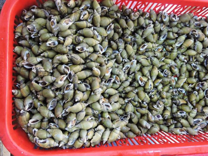 Nằm mơ thấy ốc đánh số đề con gì và trúng độc đắc? 1694460802