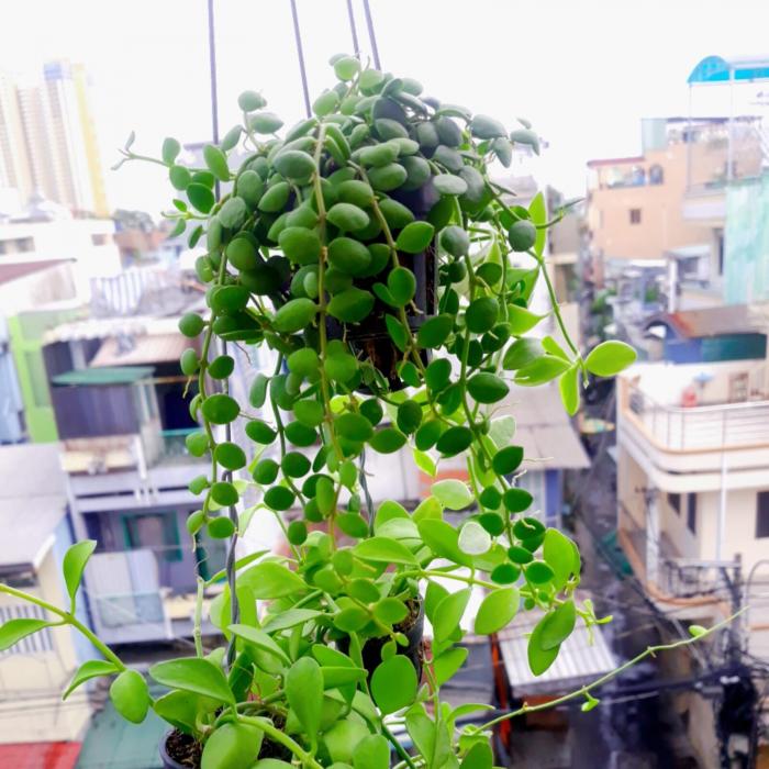 Nằm mơ thấy cây đô la bị gãy có ý nghĩa gì? 1602956736