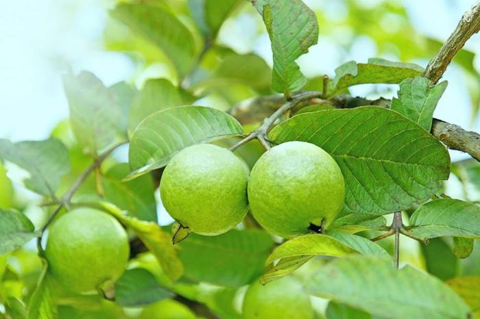 Nằm mơ thấy cây ổi có ý nghĩa gì? Một hit lớn là gì? 624013765