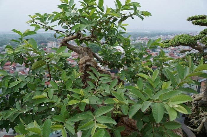 Nằm mơ thấy cây ổi có ý nghĩa gì? Một hit lớn là gì? 624013765