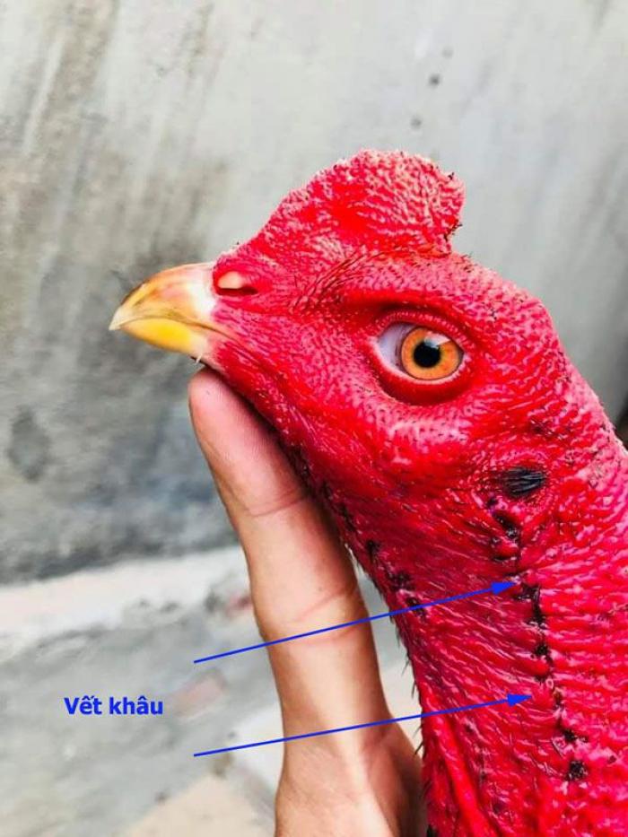 Khám phá cách cắt tai gà chọi một cách an toàn và hiệu quả 170559831