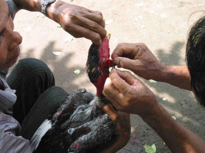 Khám phá cách cắt tai gà chọi một cách an toàn và hiệu quả 170559831