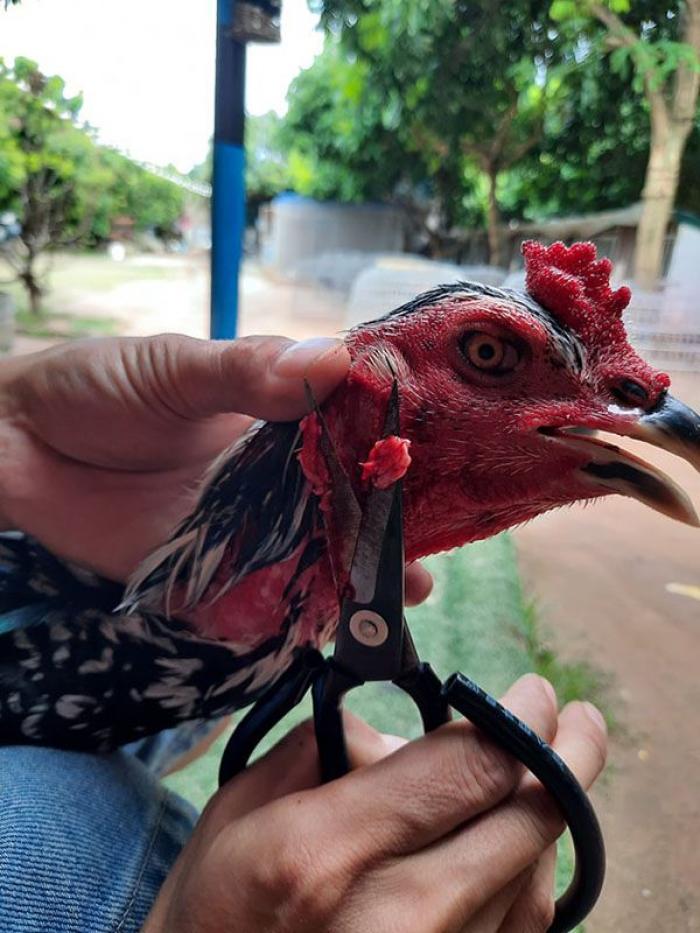 Khám phá cách cắt tai gà chọi một cách an toàn và hiệu quả 170559831