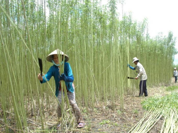 Nằm mơ thấy cây đay có ý nghĩa gì trong cuộc sống? 1066341202