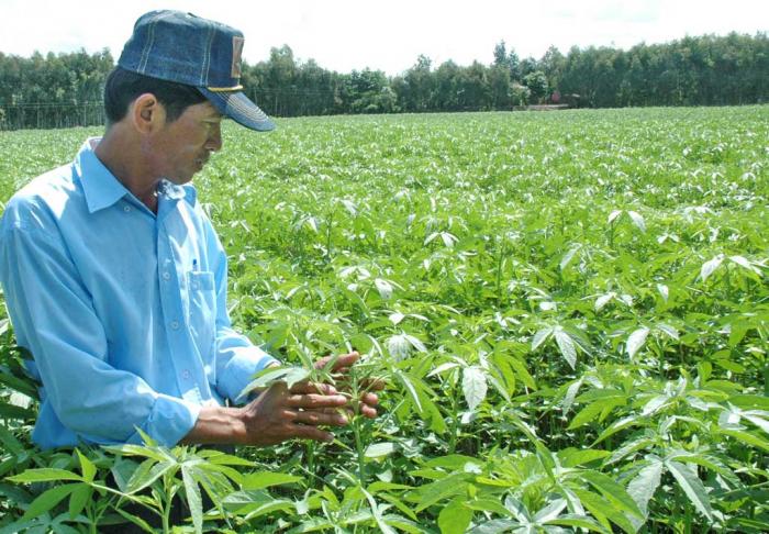 Nằm mơ thấy cây đay có ý nghĩa gì trong cuộc sống? 1066341202
