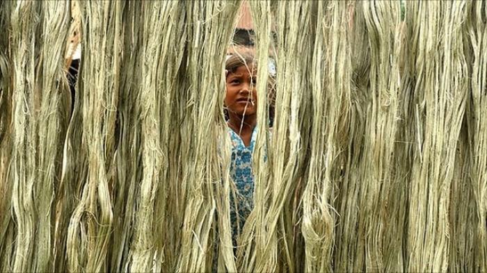 Nằm mơ thấy cây đay có ý nghĩa gì trong cuộc sống? 1066341202