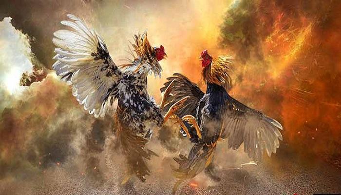 Cách tạo tài khoản đá gà trực tuyến? 1386511411