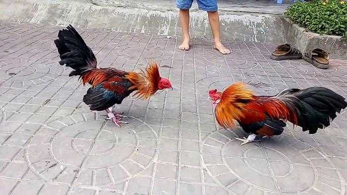 Tổng hợp những lợi ích khi xem trực tiếp đá gà 547185575