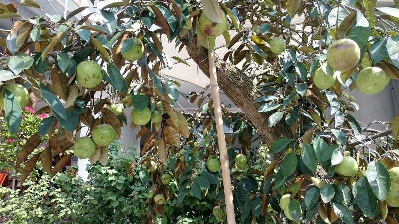 Hình ảnh cây vú sữa mang nhiều ý nghĩa khác nhau