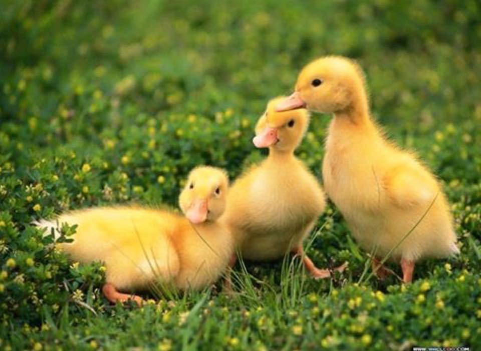Nằm mơ thấy vịt con đánh lô đề con gì dễ trúng nhất? 1895453854