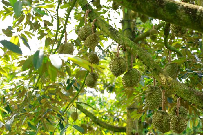 Nằm mơ thấy cây sầu riêng đánh cây to có ý nghĩa gì? 1366764633