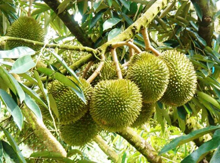 Nằm mơ thấy cây sầu riêng đánh cây to có ý nghĩa gì? 1366764633