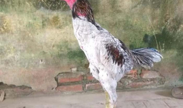 Chữa gà bị liệt chân nhanh chóng, đơn giản 1572994801
