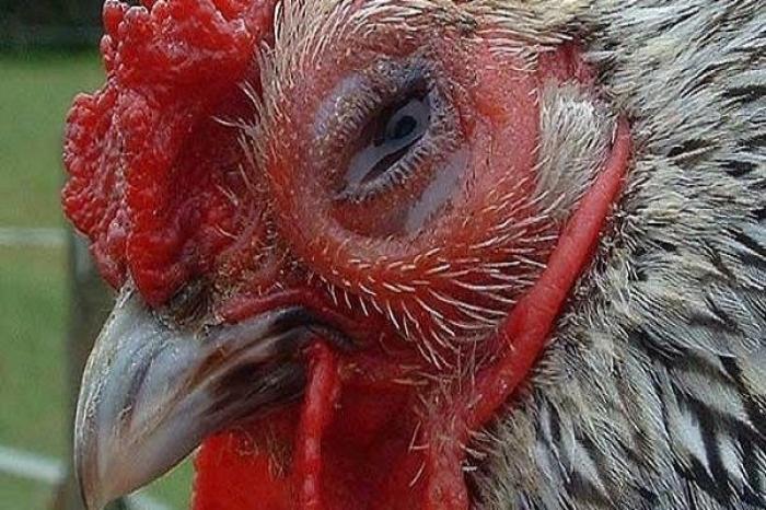 Hướng dẫn cách chữa gà bị nhớt miệng hiệu quả nhất 968353916