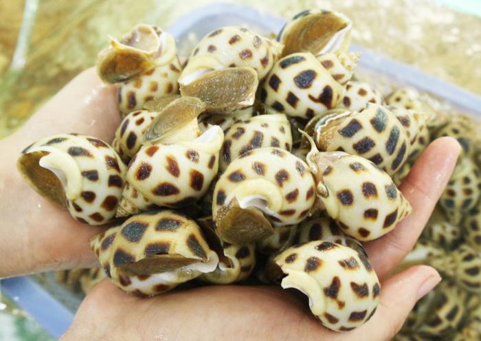 Nằm mơ thấy con ốc đánh con gì? Sau giấc mơ này là điềm báo gì? 1680647761