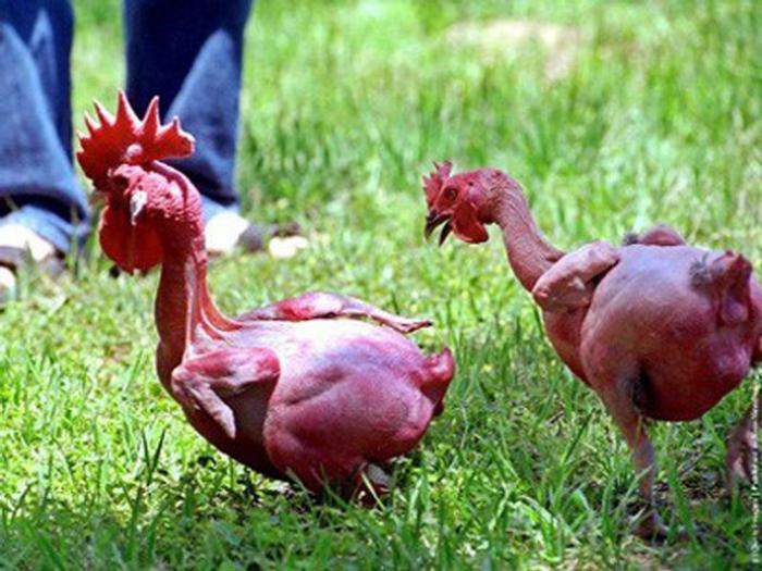 Tiết lộ cách chữa gà rụng lông hiệu quả 1994034232