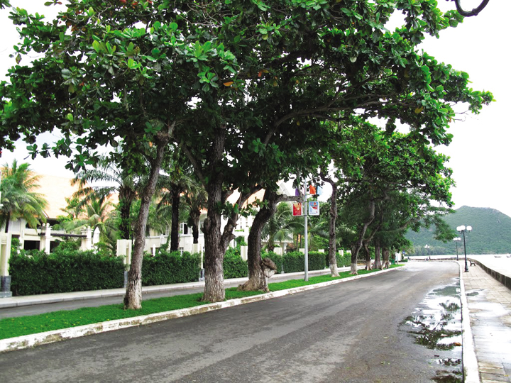 Nằm mơ thấy cây bàng đánh con gì? 1404144407