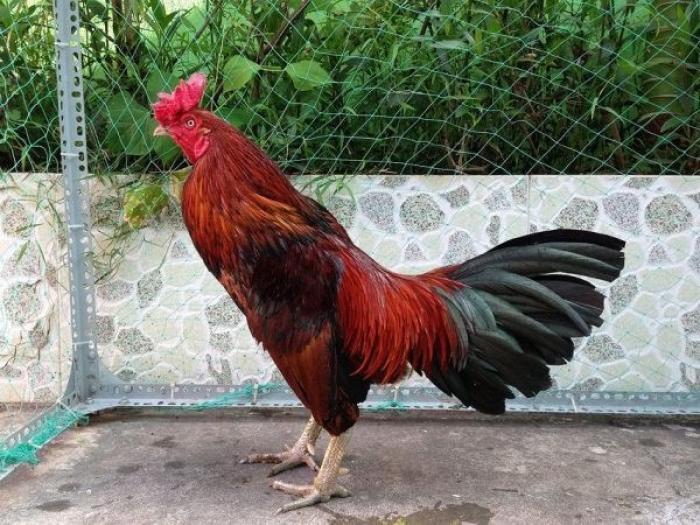 Cách xem màu hợp mạng tuổi dậu theo ngày? 1300815856
