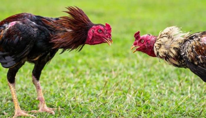 Gà đá tiên nữ là gì? Các cách đá cung phổ biến là gì? 175340302