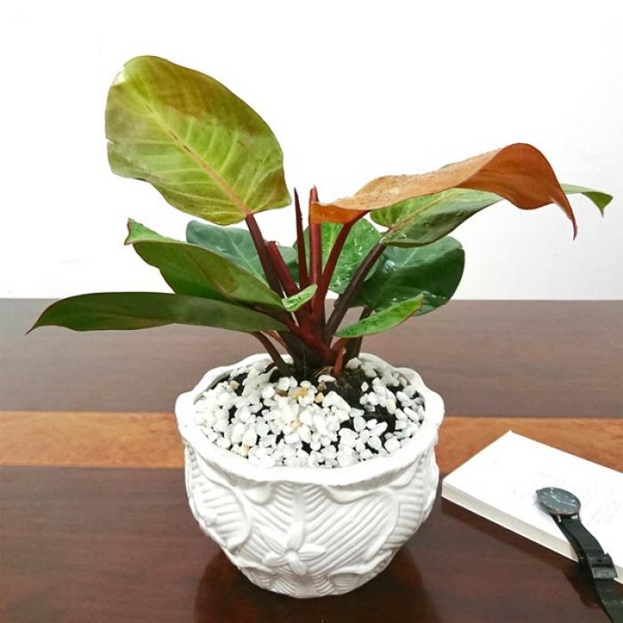 Nằm mơ thấy trúng số độc đắc ở cây đế vương? 599012233